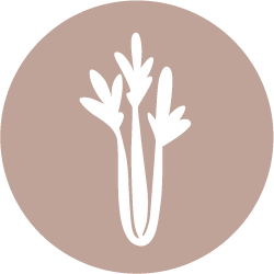Celery