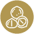 Macadamia